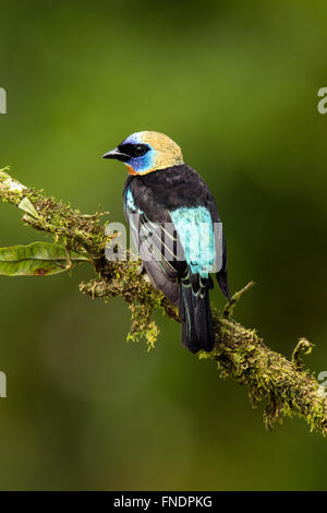 Golden-incappucciati Tanager - La Laguna del Lagarto Lodge - Boca Tapada, San Carlos Costa Rica Foto Stock