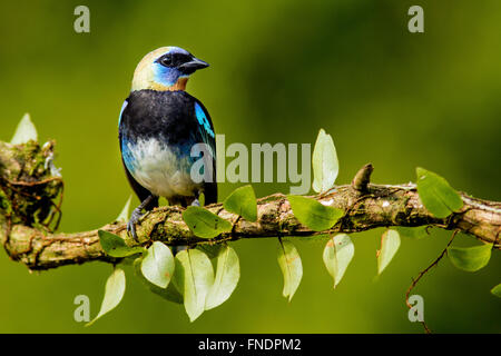 Golden-incappucciati Tanager - La Laguna del Lagarto Lodge - Boca Tapada, San Carlos Costa Rica Foto Stock