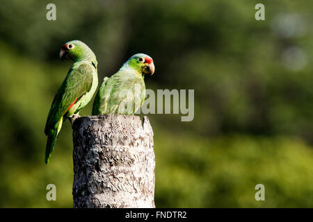 Rosso-lored pappagalli o rosso-lored Amazon Parrots - Laguna del Lagarto Lodge, Boca Tapada, San Carlos Costa Rica Foto Stock