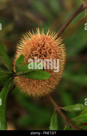 Orange Australian Banksia oblongifolia, noto anche come un arrugginito banksia, un fiore con dei picchi Foto Stock