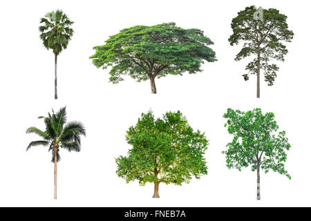 Albero isolato su sfondo bianco Foto Stock