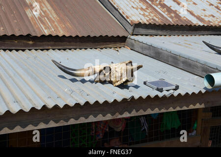 Bufalo d'acqua cranio su un tetto, credenza locale in Mindat, Stato Chin Stato, Myanmar Foto Stock