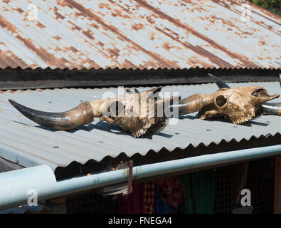 Bufalo d'acqua teschi sul tetto, credenza locale in Mindat, Stato Chin Stato, Myanmar Foto Stock