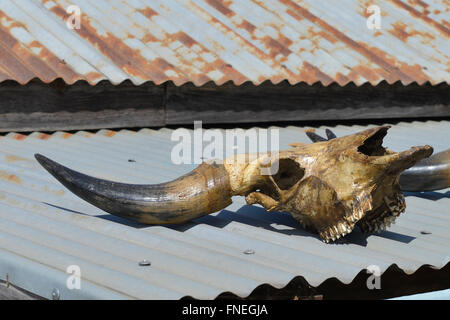 Bufalo d'acqua cranio su un tetto, credenza locale in Mindat, Stato Chin Stato, Myanmar Foto Stock