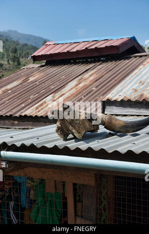 Bufalo d'acqua cranio su un tetto, credenza locale in Mindat, Stato Chin Stato, Myanmar Foto Stock