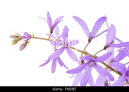 Petrea fiori. (Queen's Ghirlanda, carta vetrata Vite, corona viola) isolato su bianco Foto Stock