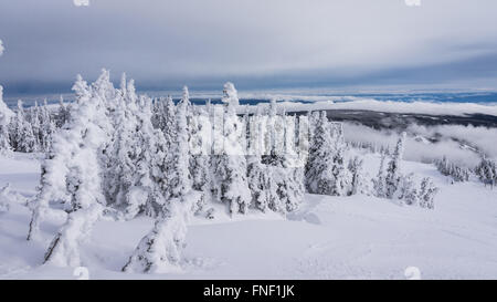 Scena invernale di coperta di neve alberi sulle piste da sci del Sun picchi, una ski area nel centro di British Columbia, Canada Foto Stock