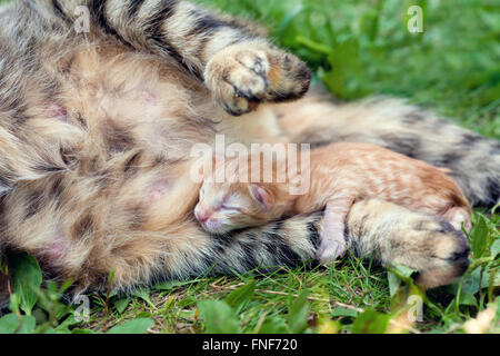 Gattino neonato vicino a cat-mom Foto Stock