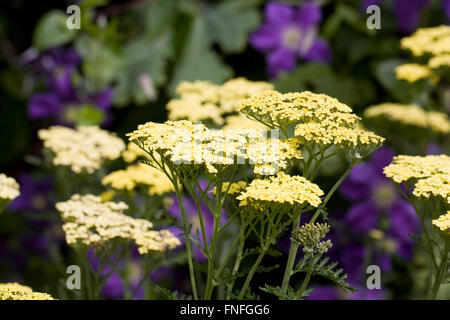 Achillea millefolium "Credo". Yarrow.giallo fioritura delle piante Foto Stock