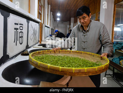 (160315) -- SUZHOU, Marzo 15, 2016 (Xinhua) -- Yan Jielong scuote il tè Biluochun nella città di Dongshan, Suzhou City di oriente cinese della provincia di Jiangsu, Marzo 14, 2016. Yan Jielong, 53 anni, erede dell'antica tecnica di realizzazione di tè cinese Biluochun, ha imparato che la specialità poiché era 16 anni. Che richiedono elevati standard di realizzazione tecnica, Biluochun il tè è la specialità di Dongshan città dove la gente che conoscono l'antica tecnica di realizzazione sono per la maggior parte nel loro 50s. Yan e altri eredi hanno preso il video del loro metodo e spero possano un giorno di aprire una scuola per esso e passare sul techn Foto Stock