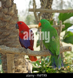 Una coppia di pappagallo eclectus (eclectus roratus) Foto Stock