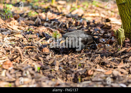 Un maschio di merlo comune (Turdus merula) in cerca di cibo nel sottobosco in primavera. Noto anche come Eurasian blackbird o jus Foto Stock