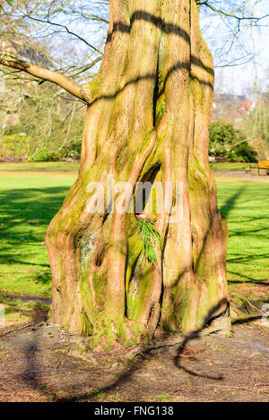 Chiusura del tronco di albero di un alba redwood (Metasequoia glyptostroboides), un pericolo conifera qui visto in un pubblico Foto Stock