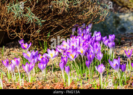 Una raccolta dei primi crocus (Crocus tommasinianus) crescendo sotto un cespuglio. Bella colori porpora e giallo. Questo è uno di fi Foto Stock