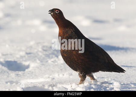 Maschio di gallo forcello rosso (Lagopus lagopus scotica) visualizzazione nella neve Foto Stock