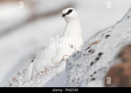 Ben mimetizzata femmina di Pernice bianca (Lagopus mutans) seduta nella neve su un ripido pendio di montagna Foto Stock