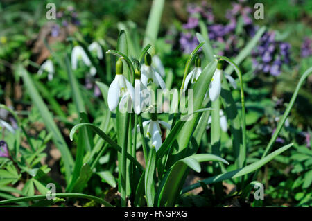 Un gruppo di fioritura fiori di primavera nel loro ambiente naturale Foto Stock