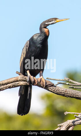 Australian Darter o Snakebird Foto Stock