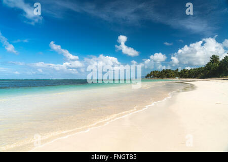 Orlata di palme spiaggia sabbiosa di El Portillo, Las Terrenas, Samana Repubblica Dominicana, Caraibi, America, Foto Stock