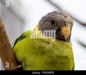 Australian Ringneck parrot Foto Stock