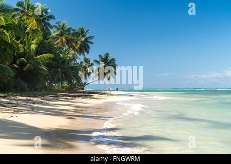 Orlata di palme spiaggia sabbiosa di El Portillo, Las Terrenas, Samana Repubblica Dominicana, Caraibi, America, Foto Stock