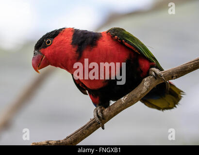 Nero lorikeet tappato Foto Stock