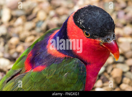 Nero lorikeet tappato Foto Stock