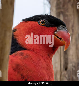 Nero lorikeet tappato Foto Stock