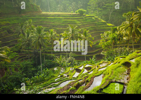 Bellissime terrazze di riso nella mattina luce nei pressi Tegallalang village, Ubud, Bali, Indonesia. Foto Stock