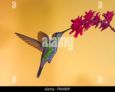 Femmina-verde brillante incoronato hummingbird alimentazione da fiore Foto Stock