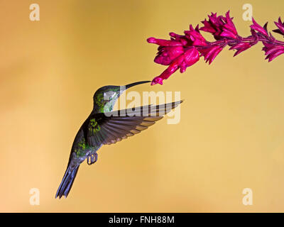 Femmina-verde brillante incoronato hummingbird alimentazione da fiore Foto Stock