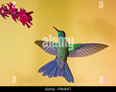 Maschio-verde brillante incoronato Hummingbird in bilico Foto Stock