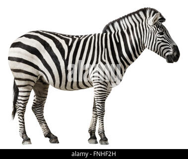 Borse di studio Zebra (Equus burchellii boehmi) isolato su sfondo bianco Foto Stock