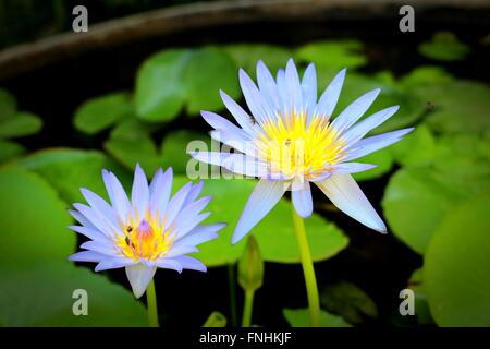 Due belle Waterlilies e ronzio delle api. Foto Stock