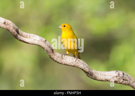 Lo zafferano Finch (Sicalis flaveola) su un ramo, Pantanal, Mato Grosso, Brasile Foto Stock