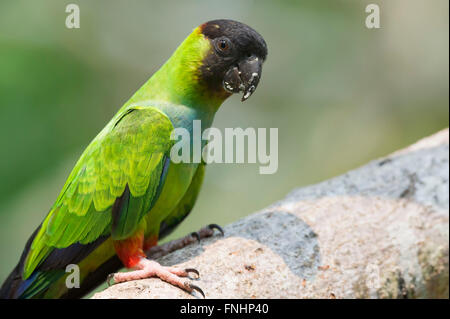 Nero-incappucciati parrocchetto (Aratinga nenday), Pantanal, Mato Grosso, Brasile Foto Stock