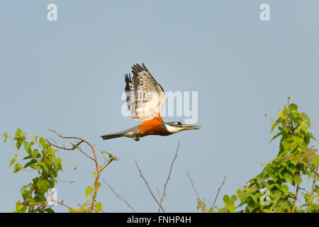 Di inanellare Kingfisher (Ceryle torquata) in volo, Pantanal, Mato Grosso, Brasile Foto Stock