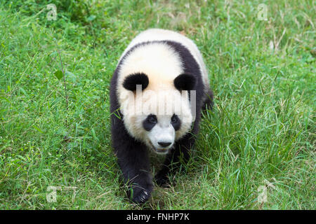 Panda gigante (Ailuropoda melanoleuca), Cina conservazione e centro di ricerca per la Panda Giganti, Chengdu Sichuan, Cina Foto Stock