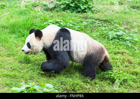 Panda gigante (Ailuropoda melanoleuca), Cina conservazione e centro di ricerca per la Panda Giganti, Chengdu Sichuan, Cina Foto Stock