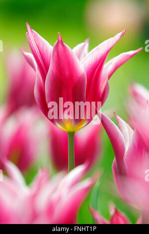 I tulipani, varietà Maytime / (Tulipa spec.) Foto Stock