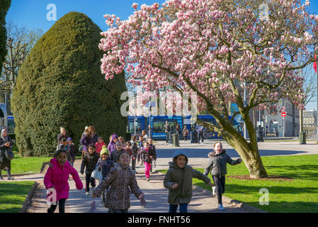 Fioritura albero di magnolia, scolari, Place de la République square, Strasburgo, Alsazia, Francia, Europa Foto Stock