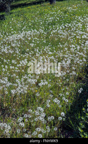 Prato con orologi dente di leone, primavera, Alsazia, Francia, Europa Foto Stock