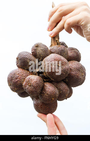 Un serpente frutta (salak) mazzo tenuto in entrambe le mani da una giovane donna, isolato su bianco. Foto Stock