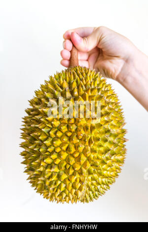 Un frutto Durian detenute dallo stelo per mano di una giovane donna, isolato su bianco. Foto Stock