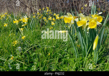 I narcisi selvatici - Narcissus pseudonarcissus crescendo in un bordo di campo con minor Celandine - Ranunculus ficaria Foto Stock