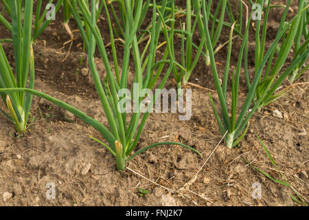 Le cipolle verdi crescente nei letti in giardino Foto Stock