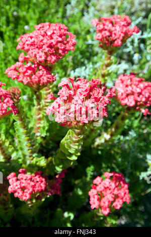 Crassula Coccinea a Kirstenbosch National Botanical Garden in Città del Capo - Sud Africa Foto Stock