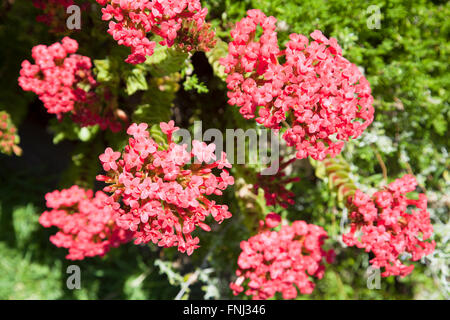 Crassula Coccinea a Kirstenbosch National Botanical Garden in Città del Capo - Sud Africa Foto Stock