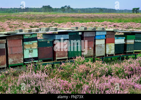 Riga di legno colorato alveari di api per il miele api (Apis mellifera) nella brughiera Foto Stock