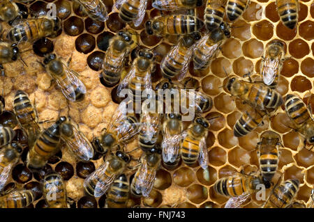 Il miele delle api dei lavoratori (Apis mellifera) sul pettine che mostra tappata e scoperchiate le celle contenenti larve Foto Stock